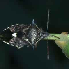 Oechalia schellenbergii at Ainslie, ACT - 1 Feb 2022