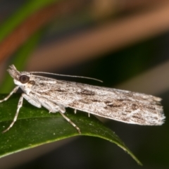 Scoparia emmetropis (A Crambid moth) at Melba, ACT - 17 Mar 2022 by kasiaaus
