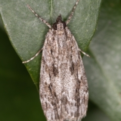 Scoparia emmetropis at Melba, ACT - 17 Mar 2022