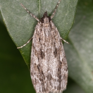 Scoparia emmetropis at Melba, ACT - 17 Mar 2022 09:28 PM