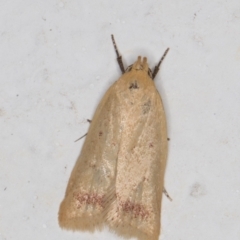 Heteroteucha occidua (A concealer moth) at Melba, ACT - 17 Mar 2022 by kasiaaus