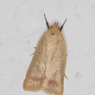 Heteroteucha occidua (A concealer moth) at Melba, ACT - 17 Mar 2022 by kasiaaus