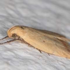 Heteroteucha occidua at Melba, ACT - 17 Mar 2022 09:30 PM