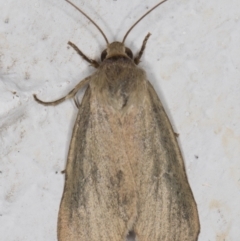 Heliocheilus moribunda at Melba, ACT - 17 Mar 2022 09:39 PM