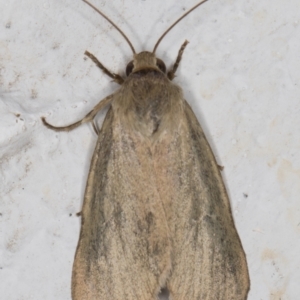 Heliocheilus moribunda at Melba, ACT - 17 Mar 2022 09:39 PM