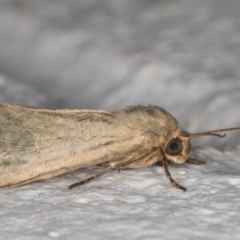 Heliocheilus moribunda at Melba, ACT - 17 Mar 2022