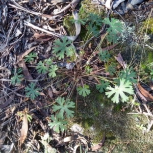 Geranium solanderi at Cooma, NSW - 24 Apr 2022 02:46 PM