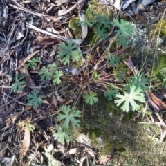 Geranium solanderi (Native Geranium) at Cooma North Ridge Reserve - 24 Apr 2022 by mahargiani