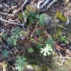 Geranium solanderi at Cooma, NSW - 24 Apr 2022 02:46 PM