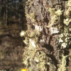 Usnea sp. (genus) (Bearded lichen) at Cooma North Ridge Reserve - 24 Apr 2022 by mahargiani