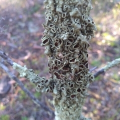 Parmeliaceae (family) (A lichen family) at Cooma North Ridge Reserve - 24 Apr 2022 by mahargiani