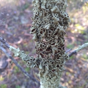 Parmeliaceae (family) at Cooma, NSW - 24 Apr 2022