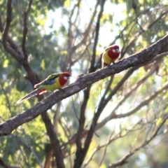 Platycercus eximius (Eastern Rosella) at Chiltern, VIC - 24 Apr 2022 by KylieWaldon