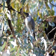 Philemon corniculatus (Noisy Friarbird) at Chiltern-Mt Pilot National Park - 24 Apr 2022 by KylieWaldon