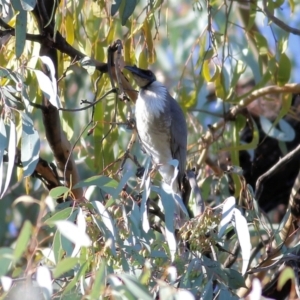 Philemon corniculatus at Chiltern, VIC - 24 Apr 2022