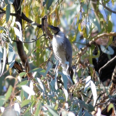 Philemon corniculatus (Noisy Friarbird) at Chiltern-Mt Pilot National Park - 24 Apr 2022 by KylieWaldon