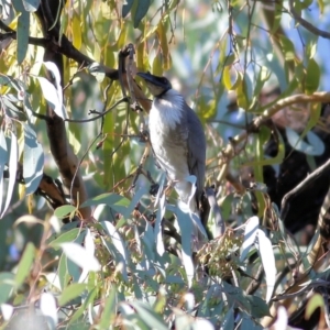 Philemon corniculatus (Noisy Friarbird) at Chiltern, VIC by KylieWaldon