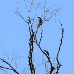 Philemon corniculatus at Chiltern, VIC - 24 Apr 2022 10:31 AM