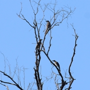 Philemon corniculatus at Chiltern, VIC - 24 Apr 2022