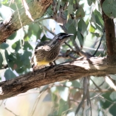 Anthochaera carunculata (Red Wattlebird) at Chiltern-Mt Pilot National Park - 24 Apr 2022 by KylieWaldon