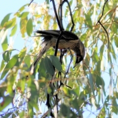 Anthochaera carunculata at Chiltern, VIC - 24 Apr 2022