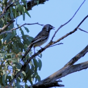 Anthochaera carunculata at Chiltern, VIC - 24 Apr 2022