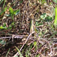 Unidentified Grasshopper (several families) at Chiltern, VIC - 23 Apr 2022 by KylieWaldon