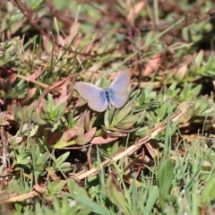 Zizina otis (Common Grass-Blue) at Chiltern, VIC - 24 Apr 2022 by KylieWaldon