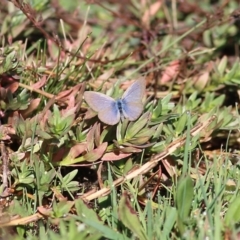 Zizina otis (Common Grass-Blue) at Chiltern-Mt Pilot National Park - 23 Apr 2022 by KylieWaldon