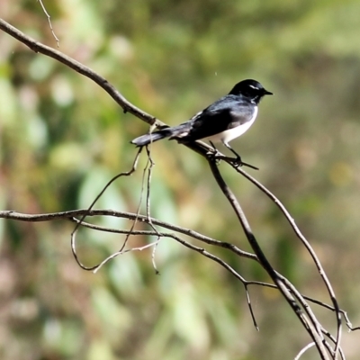 Rhipidura leucophrys (Willie Wagtail) at Chiltern, VIC - 24 Apr 2022 by KylieWaldon