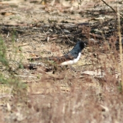Rhipidura leucophrys at Chiltern, VIC - 24 Apr 2022 09:23 AM