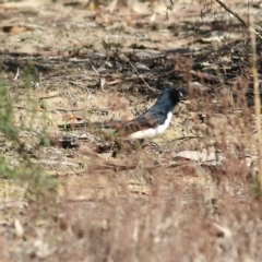 Rhipidura leucophrys at Chiltern, VIC - 24 Apr 2022