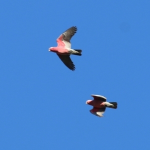 Eolophus roseicapilla at Chiltern, VIC - 24 Apr 2022