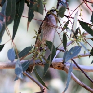 Caligavis chrysops (Yellow-faced Honeyeater) at Chiltern, VIC by KylieWaldon
