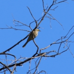 Caligavis chrysops at Chiltern, VIC - 24 Apr 2022