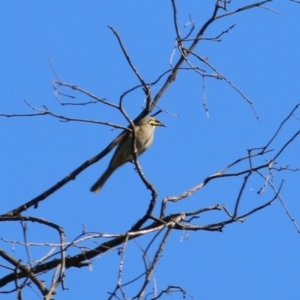 Caligavis chrysops at Chiltern, VIC - 24 Apr 2022 10:16 AM