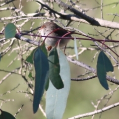 Malurus cyaneus (Superb Fairywren) at Chiltern-Mt Pilot National Park - 23 Apr 2022 by KylieWaldon