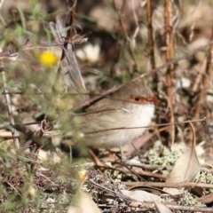 Malurus cyaneus at Chiltern, VIC - 24 Apr 2022