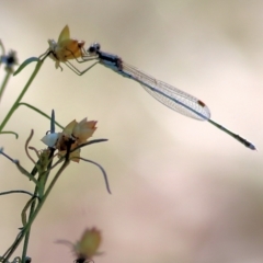 Austrolestes leda at Chiltern-Mt Pilot National Park - 24 Apr 2022 by KylieWaldon