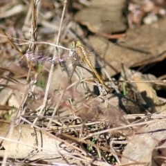 Unidentified Dragonfly (Anisoptera) at Chiltern, VIC - 24 Apr 2022 by KylieWaldon