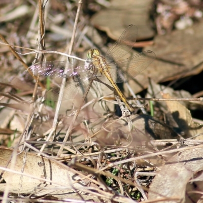 Unidentified Damselfly (Zygoptera) at Chiltern, VIC - 24 Apr 2022 by KylieWaldon