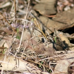 Unidentified Dragonfly (Anisoptera) (TBC) at Chiltern, VIC - 24 Apr 2022 by KylieWaldon