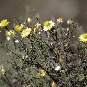 Xerochrysum viscosum at Chiltern, VIC - 24 Apr 2022 10:12 AM