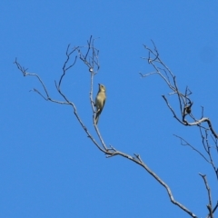 Ptilotula fusca (Fuscous Honeyeater) at Chiltern, VIC - 24 Apr 2022 by KylieWaldon