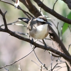 Pomatostomus superciliosus (White-browed Babbler) at Chiltern-Mt Pilot National Park - 24 Apr 2022 by KylieWaldon