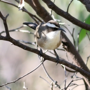 Pomatostomus superciliosus at Chiltern, VIC - 24 Apr 2022