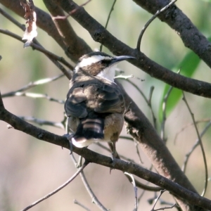 Pomatostomus superciliosus at Chiltern, VIC - 24 Apr 2022