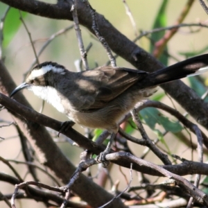 Pomatostomus superciliosus at Chiltern, VIC - 24 Apr 2022