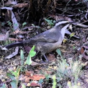 Pomatostomus superciliosus at Chiltern, VIC - 24 Apr 2022