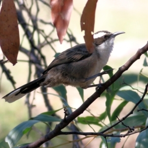 Pomatostomus superciliosus at Chiltern, VIC - 24 Apr 2022